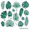 Set of green doodle exotic palm leaves and plants on a white background. Vector botanical illustration, design elements.