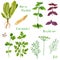 Set of green herbs, horseradish, basil, coriander, parsley, dill, fennel