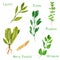 Set of green herbs, laurel, horseradish, salvia, sage, thyme, oregano