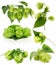 Set of green hops isolated on the white background