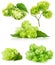 Set of green hops isolated on the white background