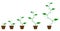 Set of green icons - plant growth phase