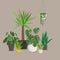 Set of green indoor house plants in pots