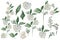 Set green leaves and spirea flowers on an isolated white background, watercolor