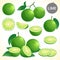 Set of green lime in various styles vector format