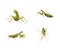 Set of green mantis insects in different poses on a white background