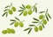 Set of green olive, branch olives. Vector