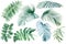 Set of green palm leaves on isolated white background, watercolor botanical illustration, summer clipart, hand drawing