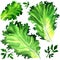 Set green salad leaf and parsley isolated