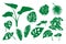 Set of green silhouettes of tropical leaves. Hand drawn plant for decoration.