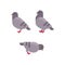 Set of grey pigeon flat icons. Rock dove minimal flat illustration