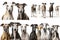 set of greyhound dogs isolated on white background