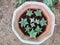 Set of grouped cacti in a flower vase