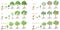 Set of growth cycles of exotic trees on a white background.