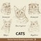 Set of hand drawing cats 3