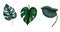 Set of hand drawing dark green tropical philodendron leaves on white background.