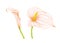 Set of hand drawing soft pink-beige flowers anthurium and zantedeschia on white background. Decorative exotic element