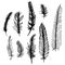 Set of hand drawn bird feathers isolated on white background.