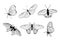 Set of hand drawn black outline butterflies on white background