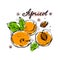 A set of hand-drawn colorful apricots on a white isolated background.