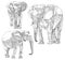 Set of hand drawn elephants.