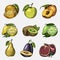 Set of hand drawn, engraved fresh fruits, vegetarian food, plants, vintage orange, apple and kiwi, lemon and lime