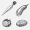 Set of hand drawn, engraved vegetables, vegetarian food, plants, vintage looking carrot, potato and tomato, eggplant.