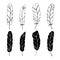 Set of hand drawn feathers, black white s