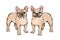 Set of Hand drawn french bulldog.