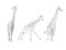Set of hand drawn giraffe sketch. Vector illustration clip art.