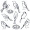 Set of hand drawn ink sketch birds, nest, chicks