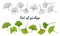 Set of hand drawn leaves ginkgo biloba