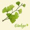 Set of hand drawn leaves ginkgo biloba