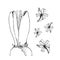 Set of hand drawn line art bulb pot flowers. Spring hyacinth, for Easter decor, garden backgrounds, floral design