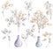 Set of hand drawn Lunaria rediviva branches and bouquets