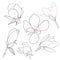 Set of hand drawn magnolia flowers. Floral sketching, line art. Isolated vector illustration