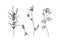 Set of hand drawn outline wild herbs. Plant painting by ink. Sketch botanical vector illustration. Black isolated tansy and