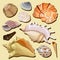 Set of hand drawn seashell icons