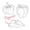 Set of hand drawn sketch peppers. Chili and paprika. Vector line art