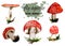 A set of hand-drawn toadstools. Watercolor. Illustration