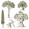 Set of hand drawn trees italian cypress and stone pine , pinea, olive vector illustration, engraved symbols of