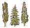 Set of hand drawn trees italian cypress and stone pine , pinea, vector illustration, engraved symbols of south