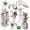 Set of hand drawn tropical plants and birds