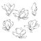Set of hand drawn vector magnolia flowers in sketch line style