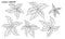 Set of hand drawn virginia creeper leaves.