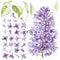Set of hand drawn watercolor botanical illustration of Lilac. Element for design of invitations, movie posters, fabrics