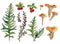 Set of hand-drawn watercolor sketch elements Chanterelles, cranberry, fern, grass, blooming heather isolated