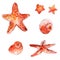 Set of hand drawn watercolor starfishes and sea shells. Artistic vector illustrations isolated on white background.