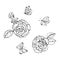 Set of hand  sketch black Ink drawing roses and butterflies. Vector illustration