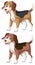 A set of happy beagle